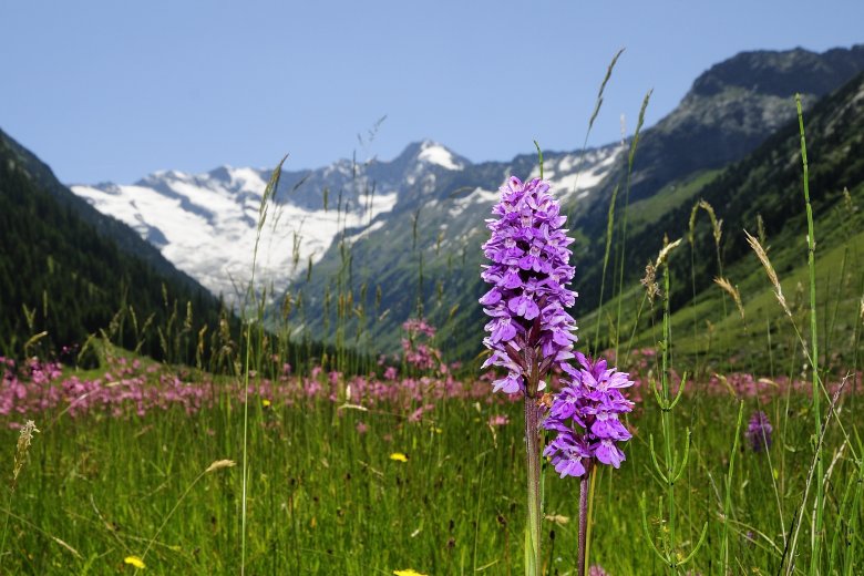 Breitbl&auml;ttriges Knabenkraut, © Nationalpark Hohe Tauern / Rieder