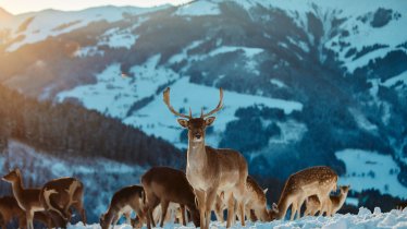 Hirsche im Wildpark Aurach, © Tirol Werbung/Ramon Haindl