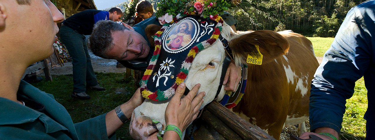 Das Schmücken der Kühe zum Almabtriebsfest hat eine lange Tradition in Mayrhofen im Zillertal, © Norbert Freudenthaler
