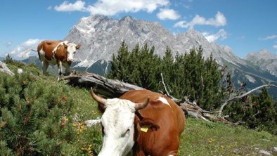 Kühe auf der Alm