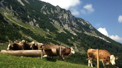 Jungtiere auf der Alm