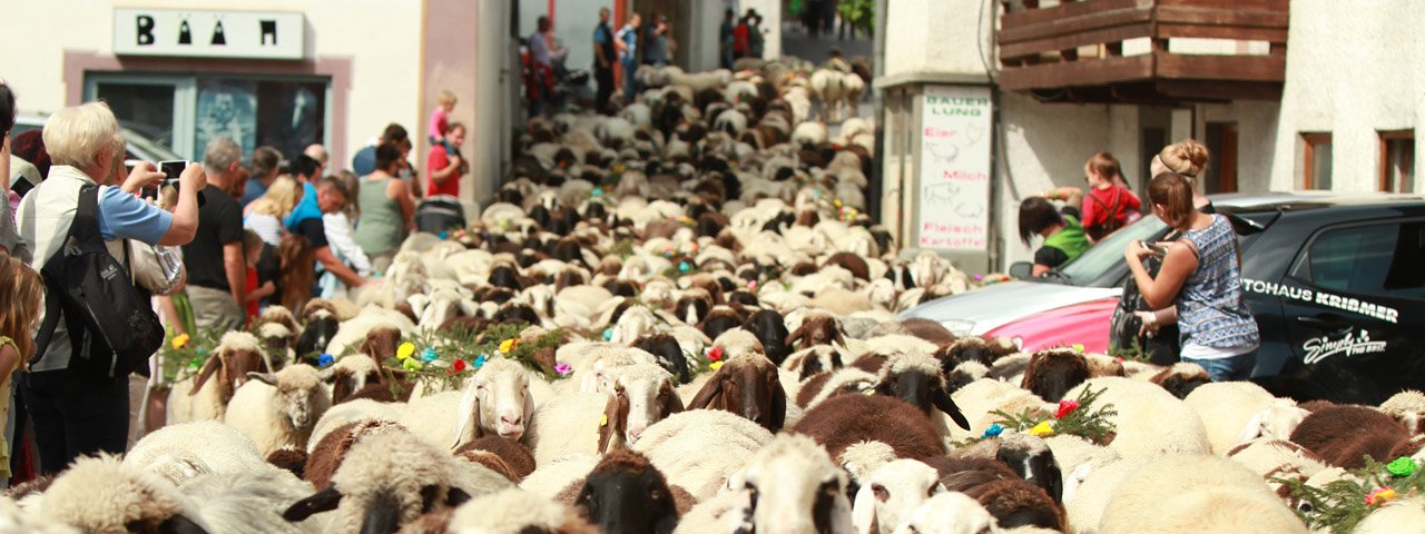 Lawine aus Fell: Schafe übernehmen die Straßen von Tarrenz, © Imst Tourismus/Mike Maas
