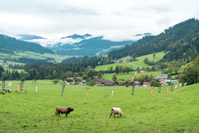 Nach 19 km bringen einen selbst K&uuml;he zu Verzweiflung.