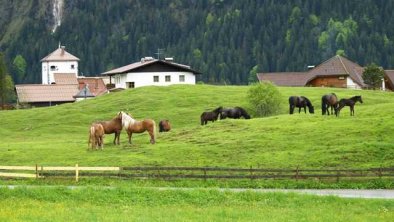 Ausblick mit Pferde, © im-web.de/ DS Destination Solutions GmbH (eda35)