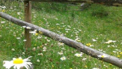 Sommerblumenwiese Obergurgl