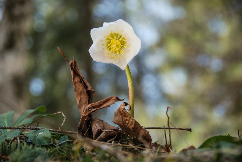 Aus der ersten zarten Schneerose entsteht….. Foto: Jannis Braun