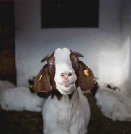 Im Hinterkaiserhof im Kaisertal werden auch Schafe gehalten, © Tirol Werbung/Bert Heinzlmeier