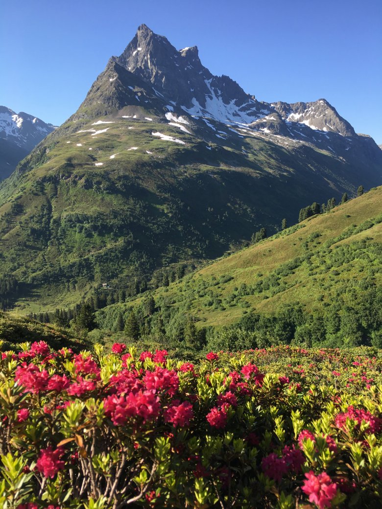 Die blühenden Alpenrosen machen eure Frühlingswanderung zu etwas ganz Besonderem. Foto: Tirol Werbung