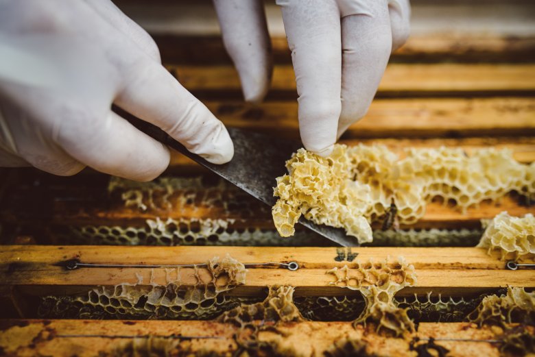 Hier wird vorsichtig der sogenannte Wachs&uuml;berbau entfernt, um die Waben ohne Besch&auml;digung des Bienen&shy; volkes entnehmen zu k&ouml;nnen.
