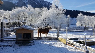 Wintermorgen am Angarterhof