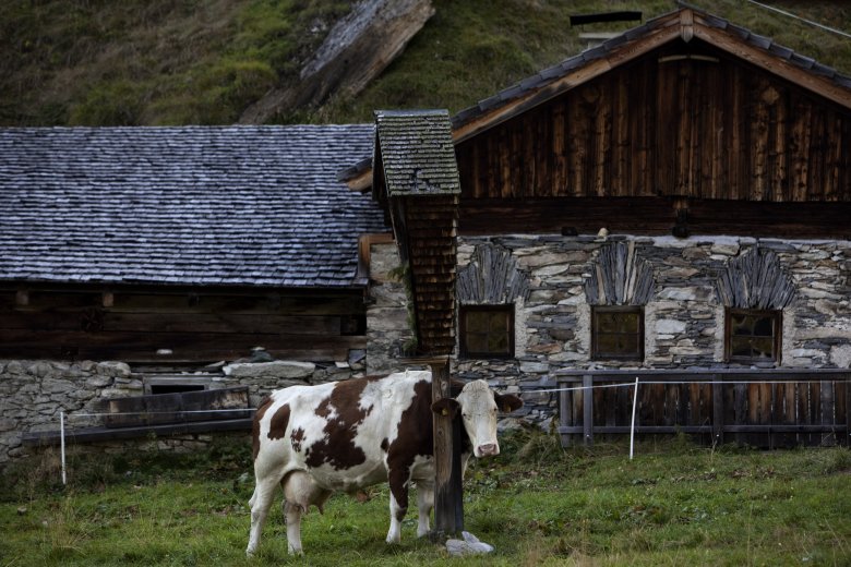 Eine anlehnungsbed&uuml;rftige Kuh in Kals am Gro&szlig;glockner.