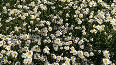 Blumenwiese im Juni