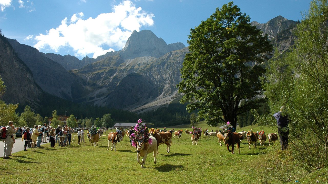 Almabtrieb von der Gramai Alm nach Pertisau am Achensee, © Gramai Alm