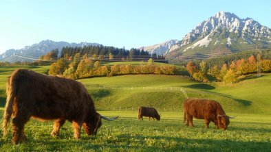 Kühe auf der Weide, © Hannes Dabernig