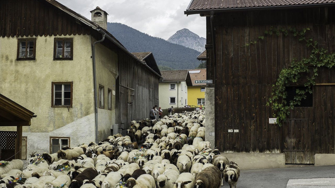 Schafschied Tarrenz, © Tirol Werbung/Jörg Koopmann