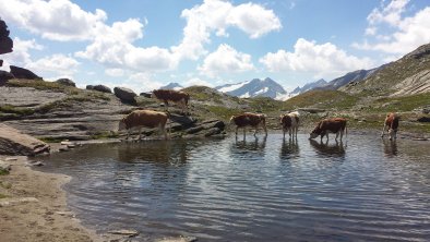 Abkühlung im See, © Lubach