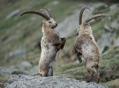 Steinb&ouml;cke im Nationalpark Hohe Tauern.
, © Solvin Zankl