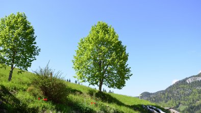 der Lindenbaum spendet Schatten im Sommer