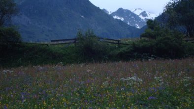 Blumenwiese im Oberbergtal