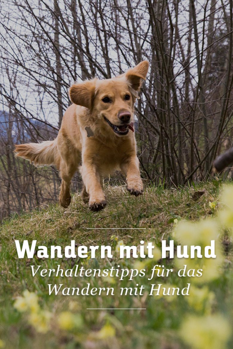 Verhalten mit Hund