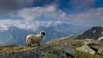 naturpark_sommer_sulzbodenalm-foto_naturpark_zille