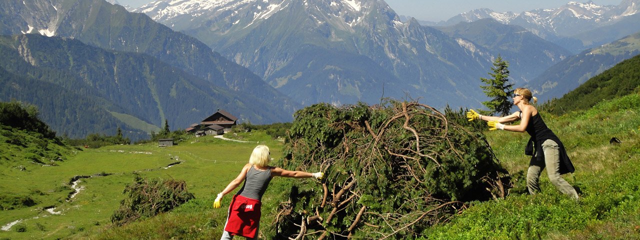 Schwenden, also das Beschneiden von Latschenkiefern, gehört zu den wichtigsten Aufgaben beim Volunteering im Zillertal, © Hochgebirgs-Naturpark Zillertaler Alpen