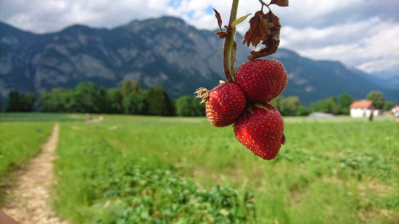 Erdbeerlaender und Erdbeerfelder zum Selberpfluecken in Tirol (c) Tirol Werbung – Julia Koenig