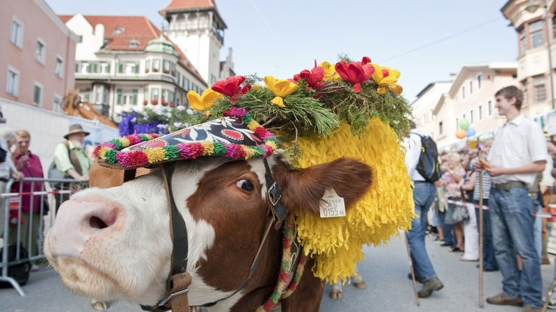 Beim Almabtrieb sind Mensch und Tier auf der Straße, © TVB Kufsteinerland