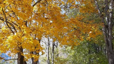 Herbststimmung