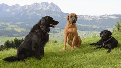 Hundeparadies Müllneralm Oberndorf in Tirol