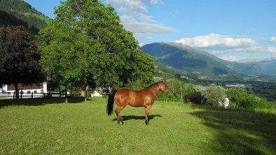 Urlaub mit Pferd/Ferienwohnung Auer/Thurn/Osttirol, © Auer