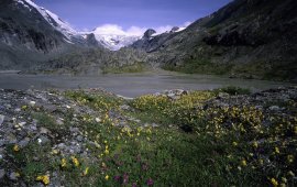 Blumenwiese im Nationalpark Hohe Tauern, © Nationalpark Hohe Tauern