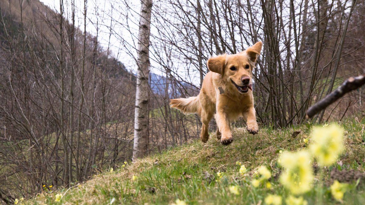 Hund auf Wiese, © Tirol Werbung / Maria Kofler