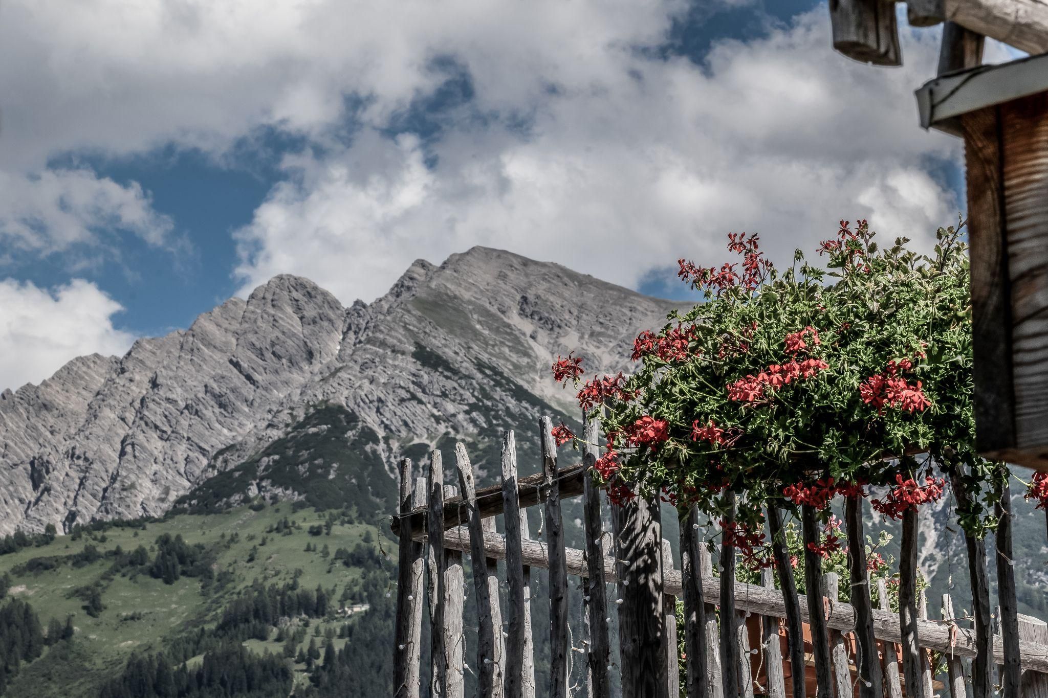 Eine malerische Landschaft mit hohen Bergen im Hintergrund. Im Vordergrund wächst eine blühende Pflanze neben einem Holzzaun.