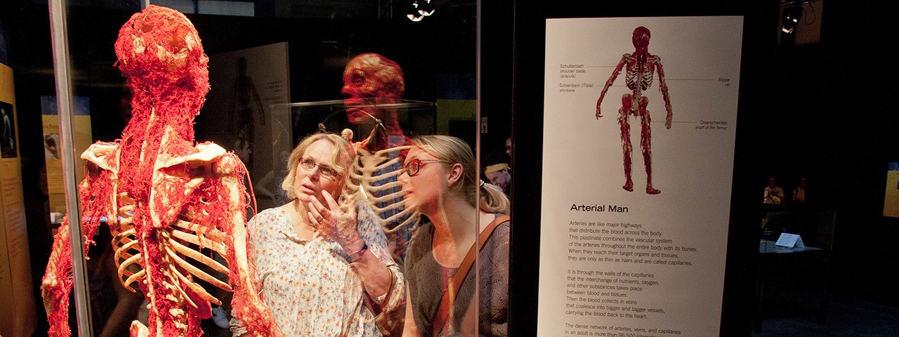 Skelett und Arterien - ein Plastinat in einer Ausstellung der Körperwelten, die 2023 nach Innsbruck kommen, © KÖRPERWELTEN, www.koerperwelten.de