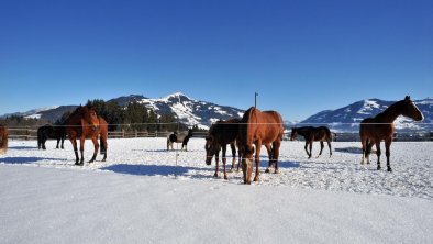 Weberhof Winter Header