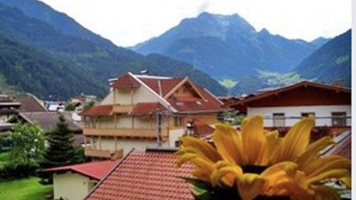 Alpencrysantheme Ausblick