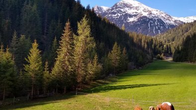 Kühe vor der Hütte, © Daniela Veider