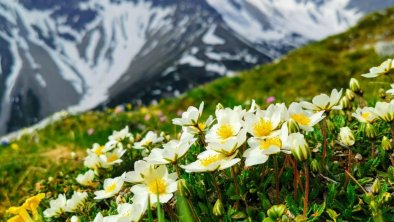 weiße Blume mit BerghintegrundIMG-20210626-WA0006