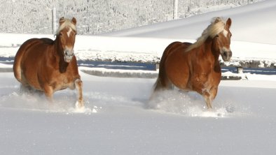 Naturhotel Feriengut Darrehof - Auch die Pferde geniessen den Schnee, © Darrehof