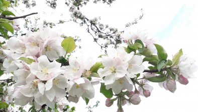 Apfelblüte am Penningberg, © Ferienwohnung Ruetzwies