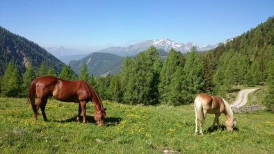 Auf der Alm