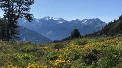 AlpengartenDotterblumenZillertalerAlpen, © Alpin-Ferienwohnungen Hochzillertal