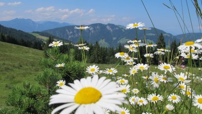 Ausblick von Koglmoos Sommer mit Blumen FG T.L. Re