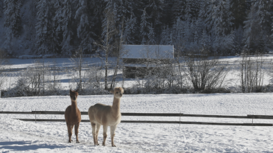 Alpaka-Winterweide