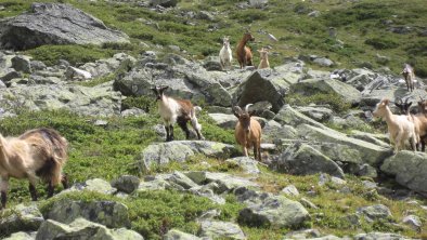 Tierwelt im Kaunertal, © im-web.de/ DS Destination Solutions GmbH (eda3 Kaun)