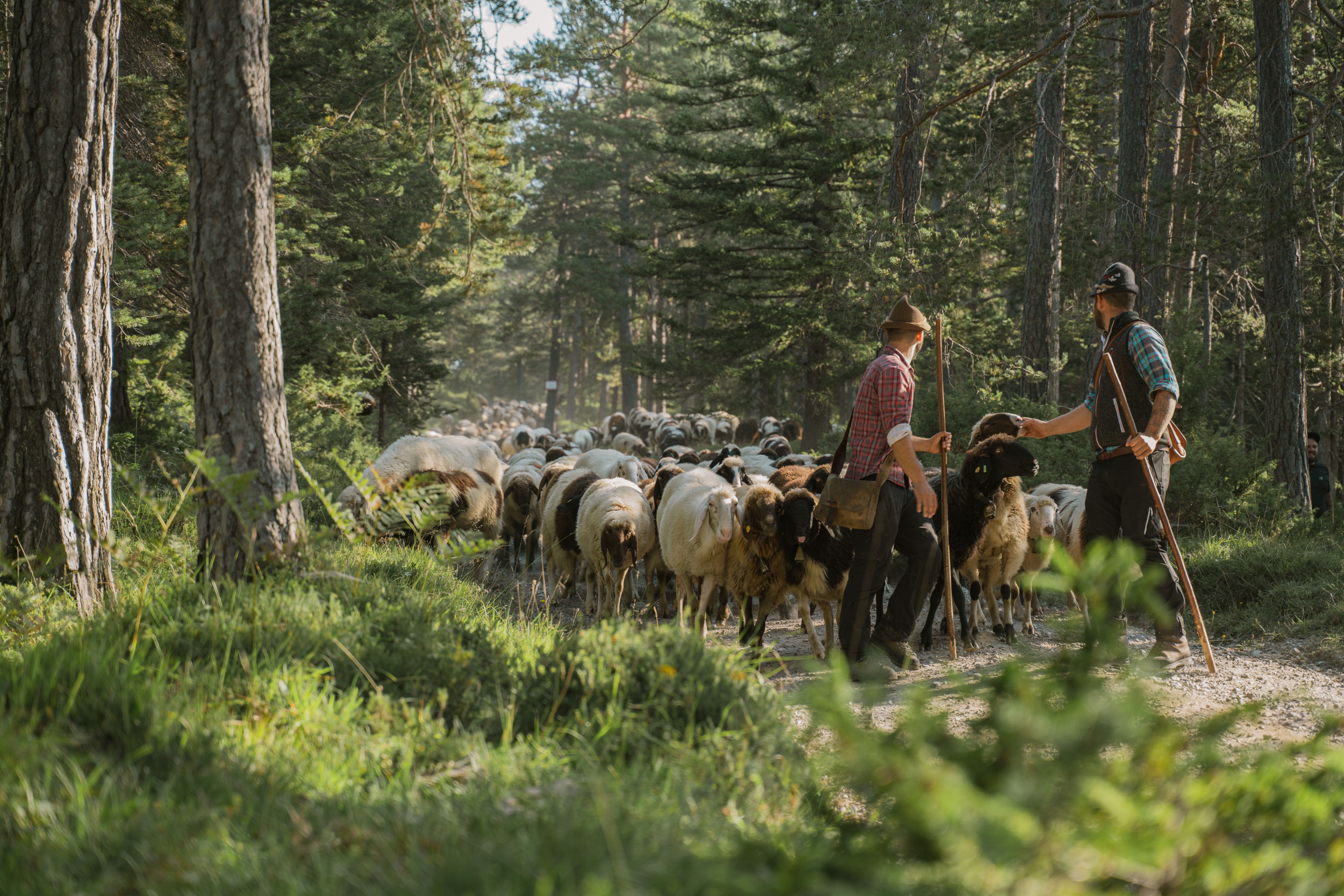 Schafherde wird durch den Wald ins Tal getrieben
