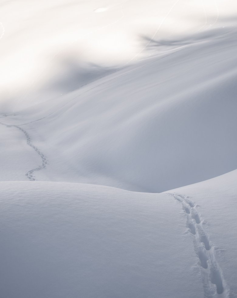 Spuren im Schnee: Echte Einsamkeit: ein Gl&uuml;cksfall, wenn vor einem nur Tiere unterwegs waren.
