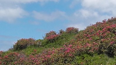 Bergwiese mit Almrosen