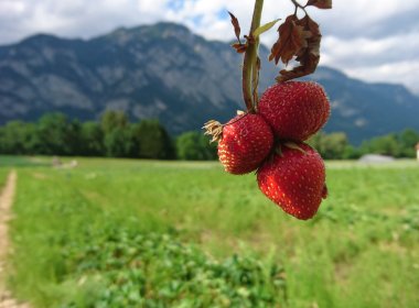 Erdbeerlaender und Erdbeerfelder zum Selberpfluecken in Tirol (c) Tirol Werbung – Julia Koenig